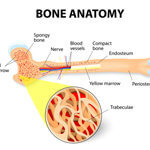 bone anatomy